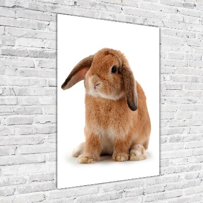 Printed glass wall art Rabbit