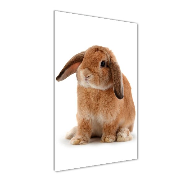 Printed glass wall art Rabbit