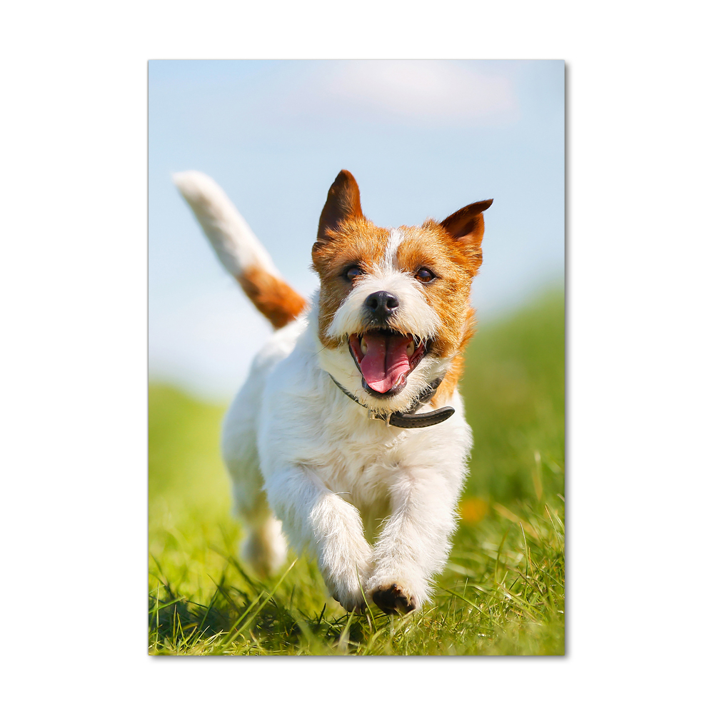 Printed glass wall art Jack Russell dog