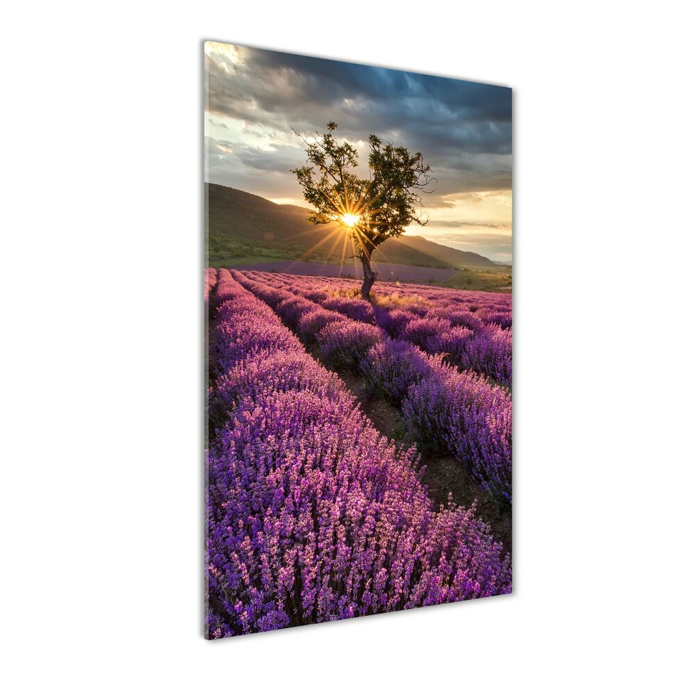 Print on a a glass Lavender field