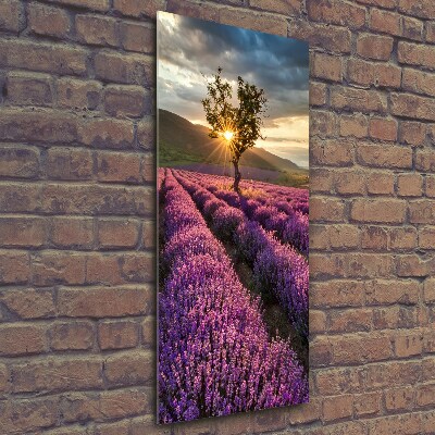 Print on a a glass Lavender field