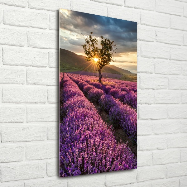 Print on a a glass Lavender field