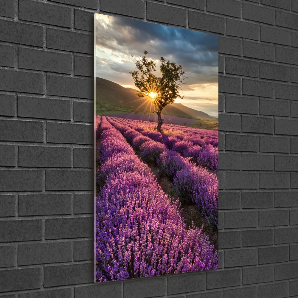 Print on a a glass Lavender field