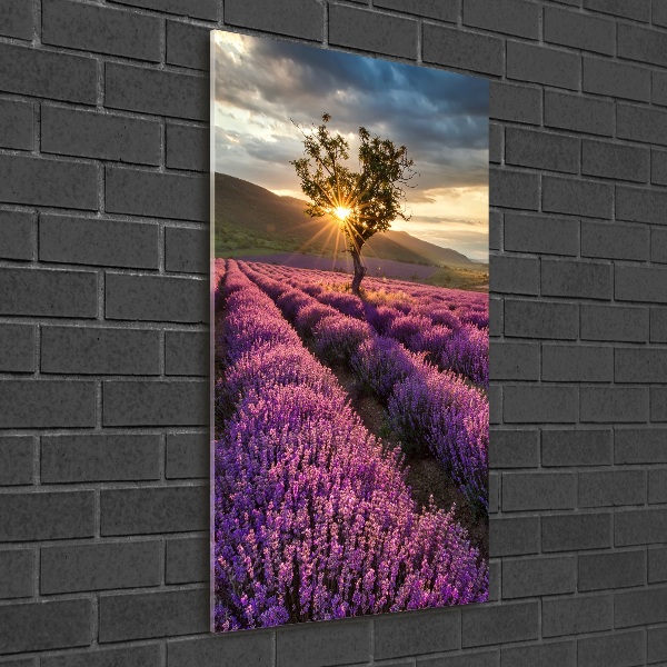 Print on a a glass Lavender field