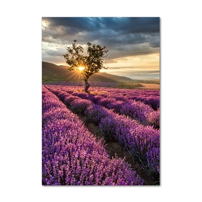 Print on a a glass Lavender field