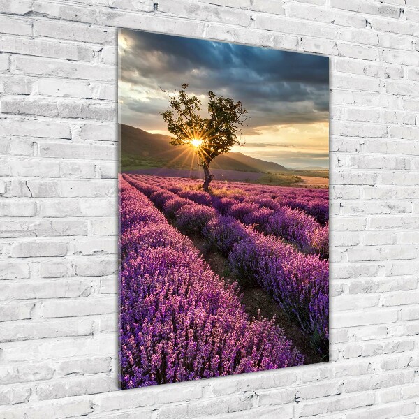 Print on a a glass Lavender field