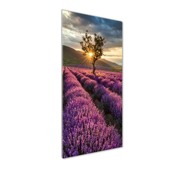 Print on a a glass Lavender field