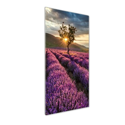 Print on a a glass Lavender field