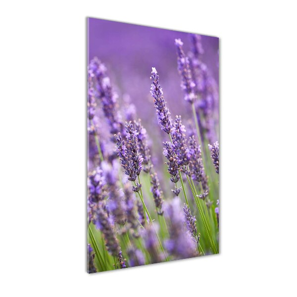 Wall art on glass Lavender field