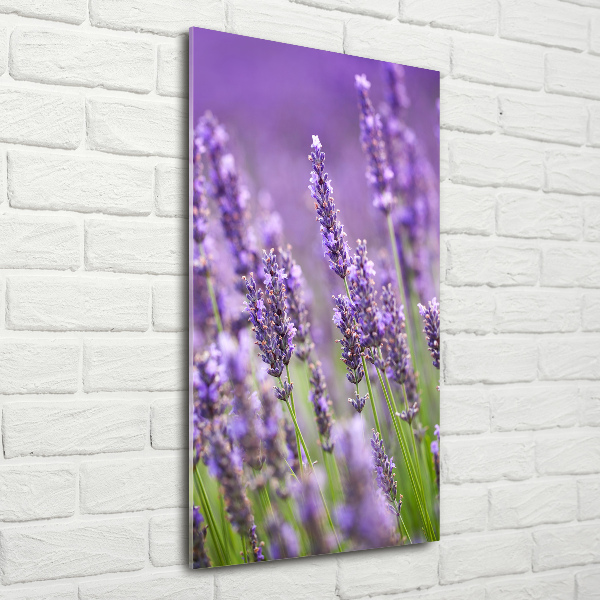 Wall art on glass Lavender field