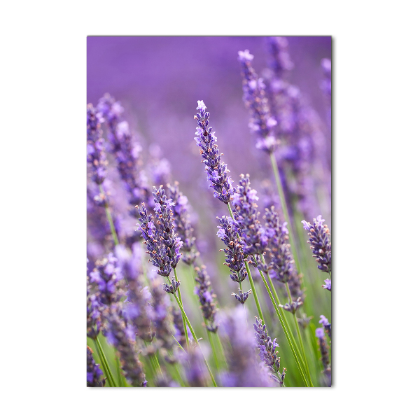 Wall art on glass Lavender field