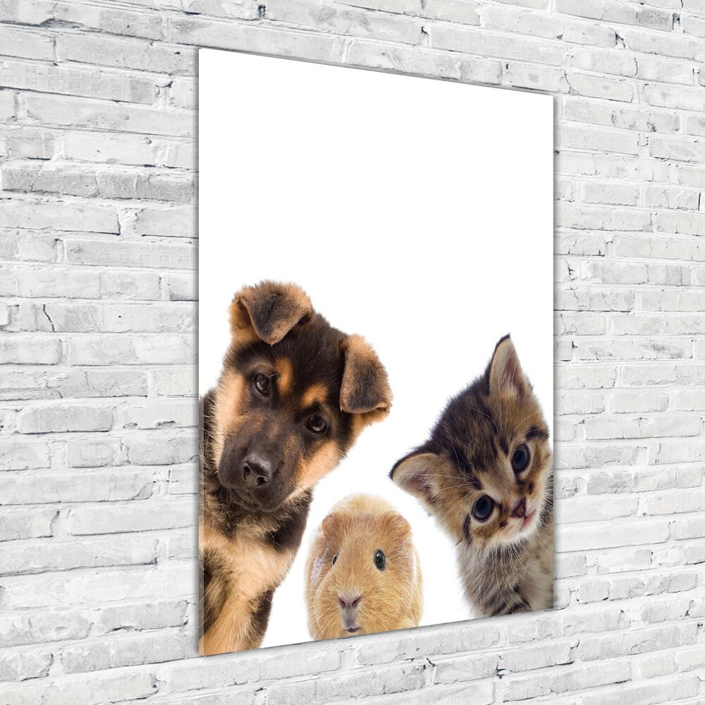 Photo printed on glass Pets