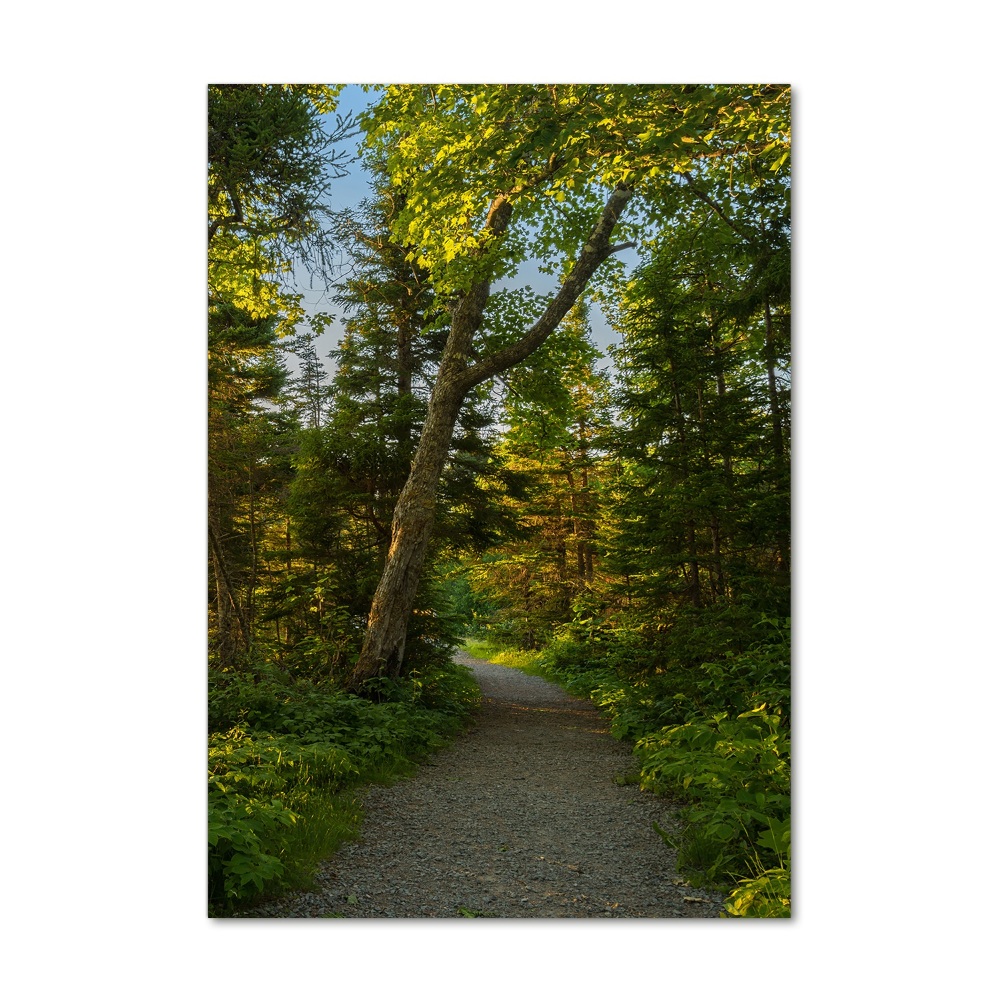 Wall art on glass Path in the forest