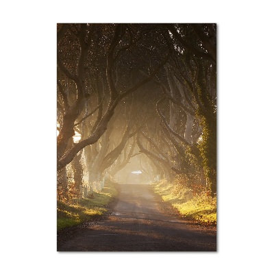 Glass wall art Path in the forest