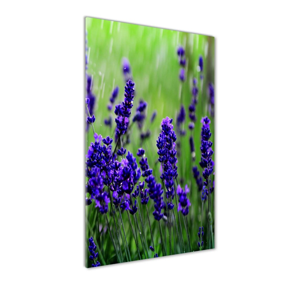 Wall art on glass Lavender field