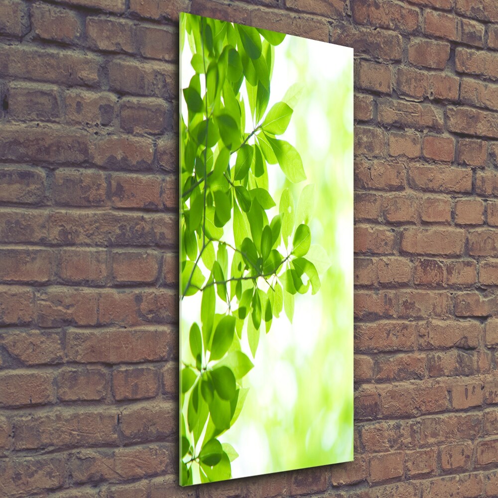 Wall art on glass Green leaves