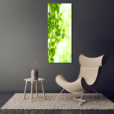 Wall art on glass Green leaves