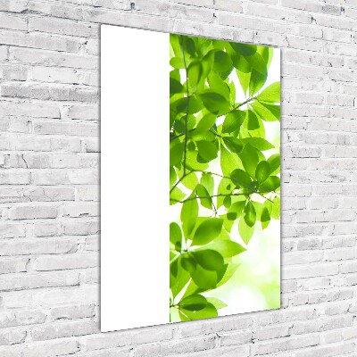 Wall art on glass Green leaves