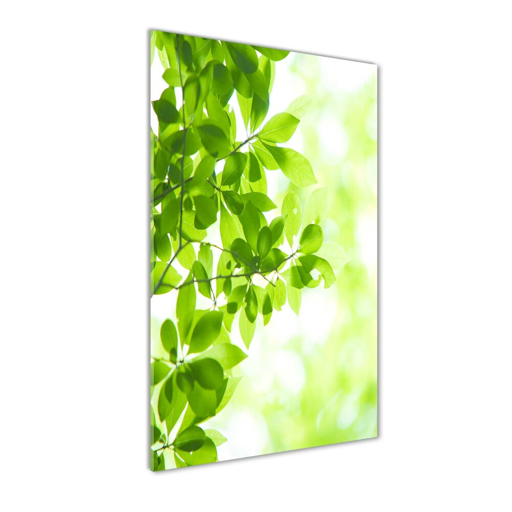 Wall art on glass Green leaves