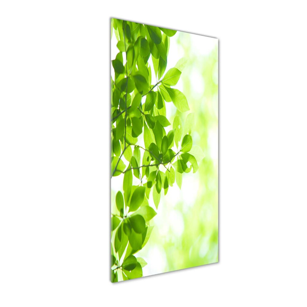 Wall art on glass Green leaves