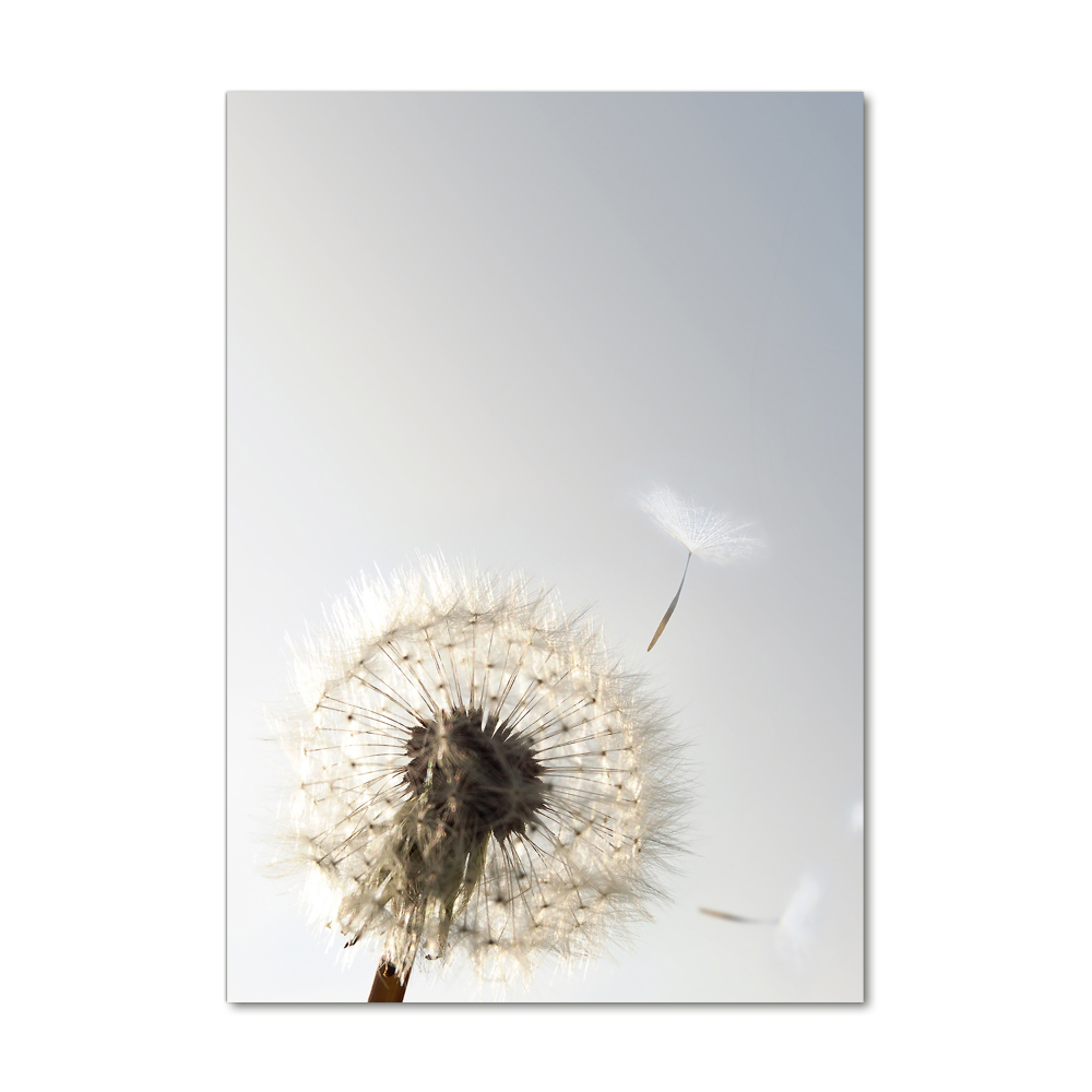 Wall art on glass Dandelion