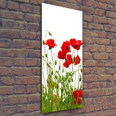 Glass wall art Field poppies