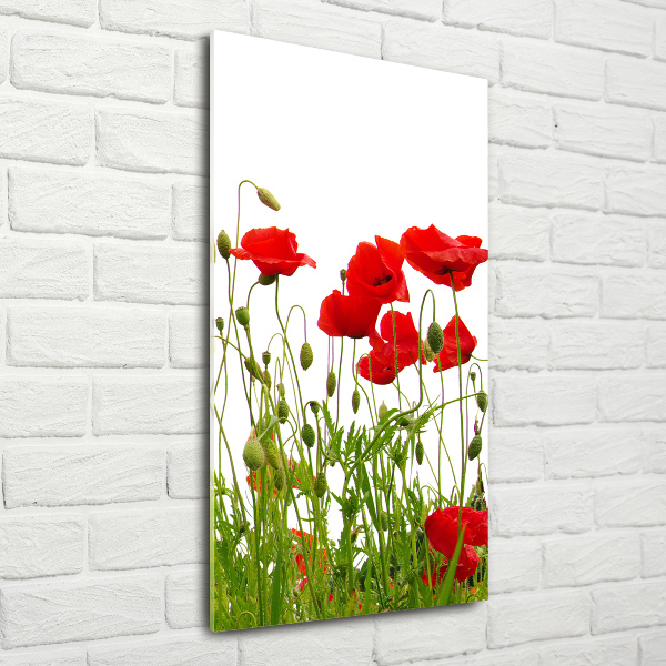 Glass wall art Field poppies