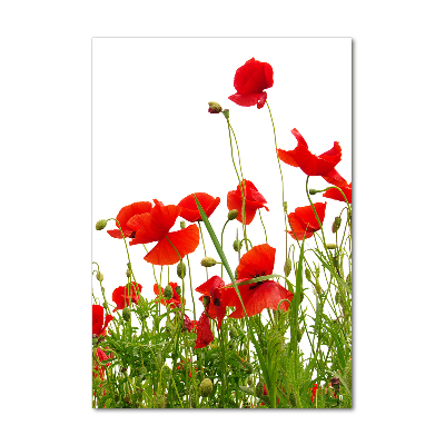 Glass wall art Field poppies