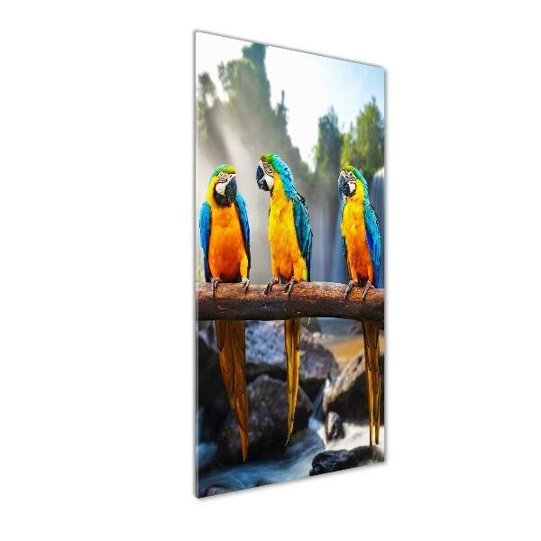 Wall art on glass Ary parrots