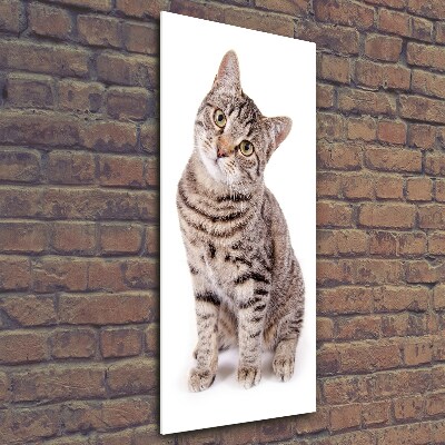 Wall art on glass Cat