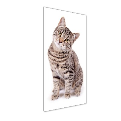 Wall art on glass Cat