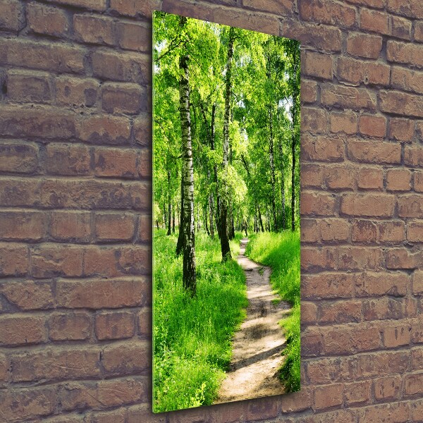 Photo printed on glass Birch forest