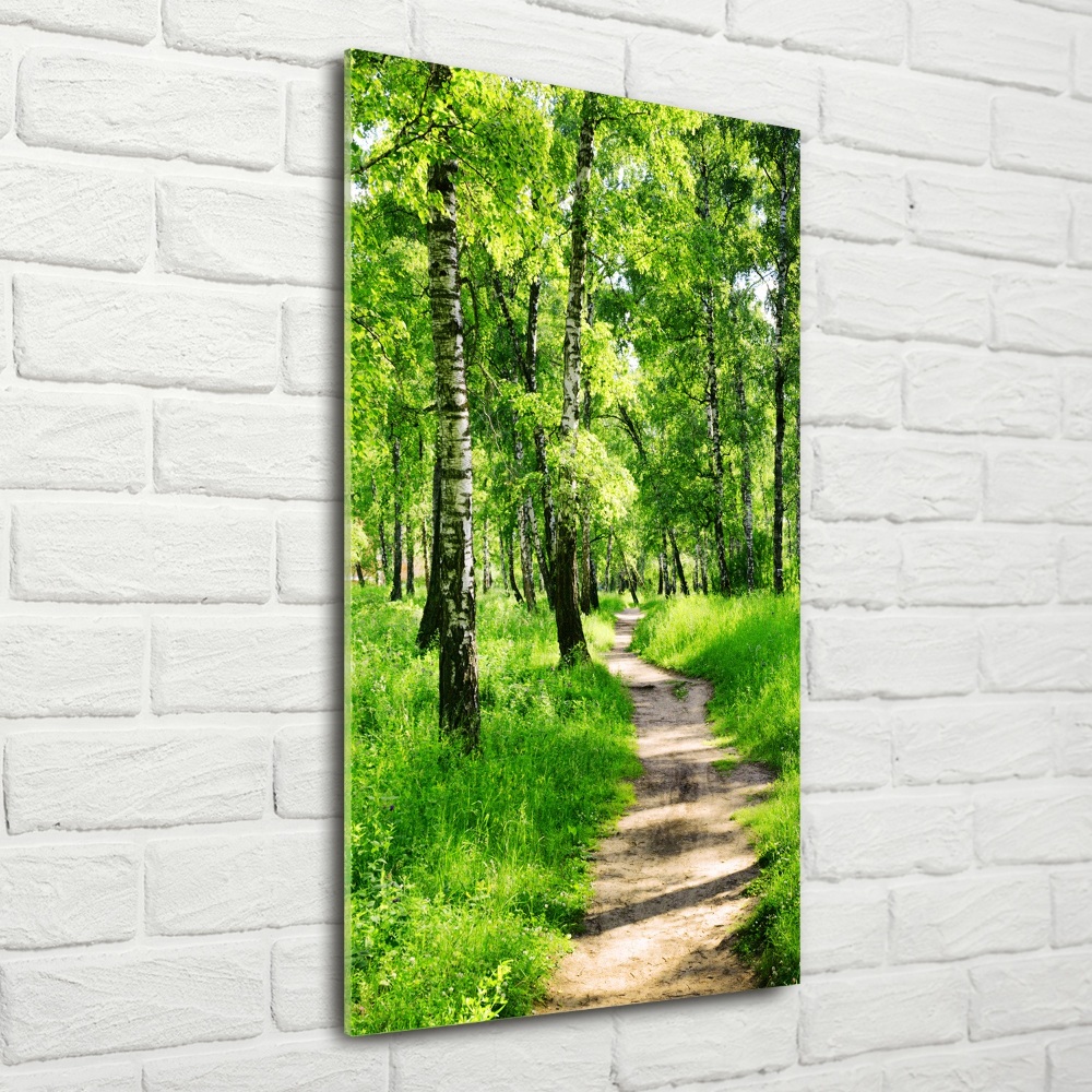 Photo printed on glass Birch forest