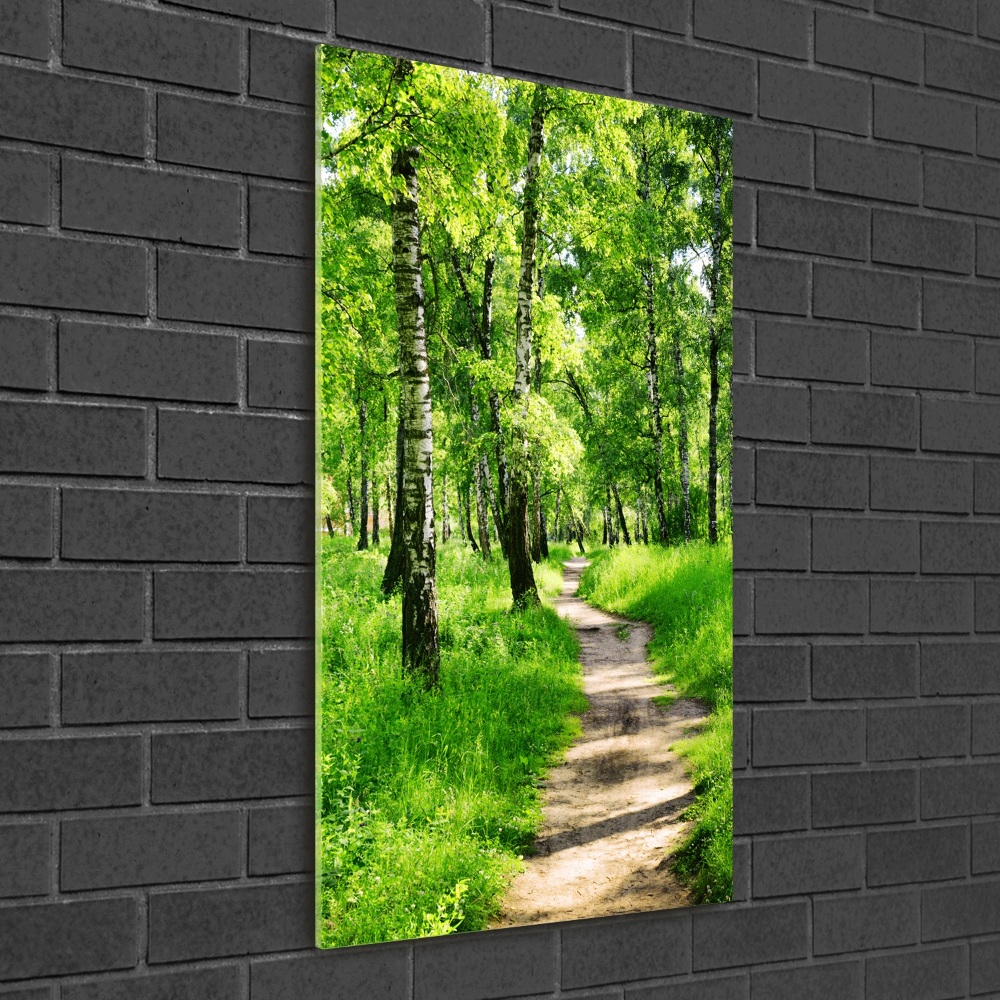 Photo printed on glass Birch forest