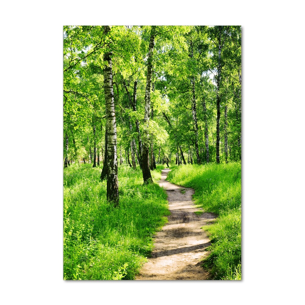 Photo printed on glass Birch forest