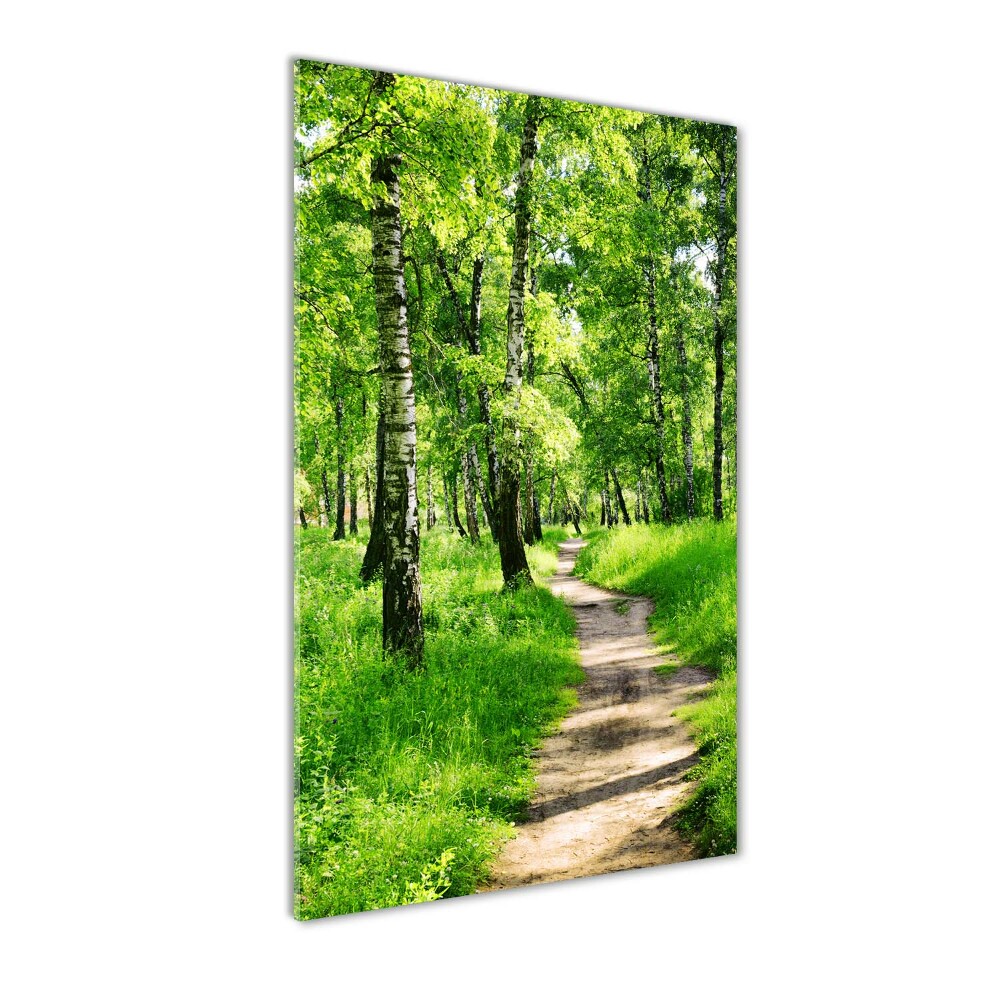 Photo printed on glass Birch forest