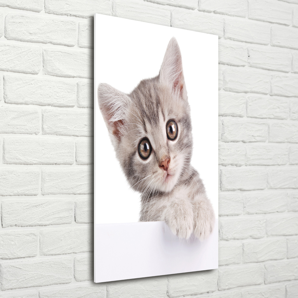 Print on a a glass Gray cat