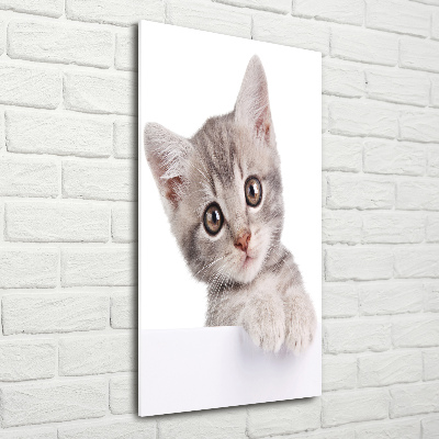 Print on a a glass Gray cat