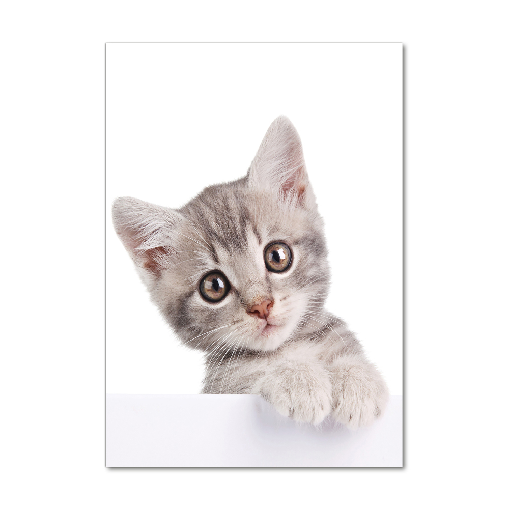 Print on a a glass Gray cat