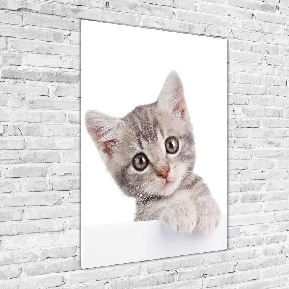 Print on a a glass Gray cat