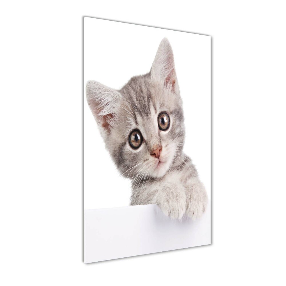 Print on a a glass Gray cat