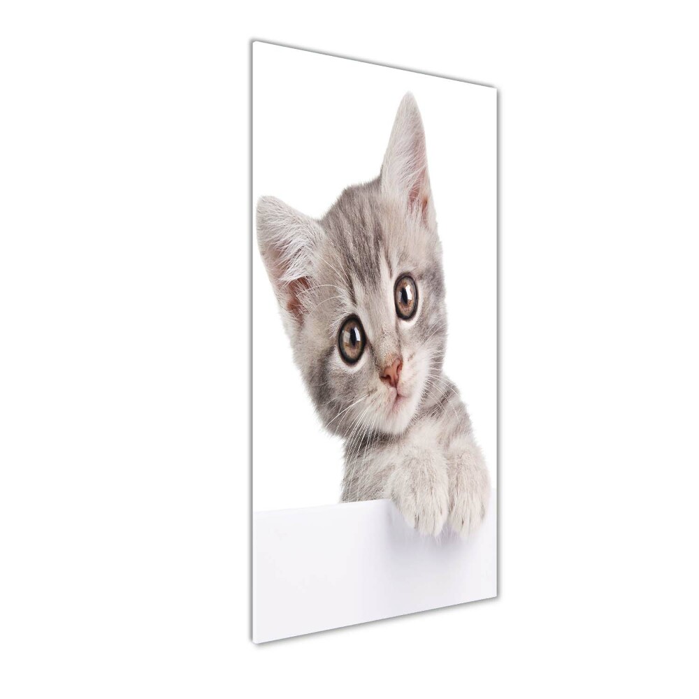 Print on a a glass Gray cat