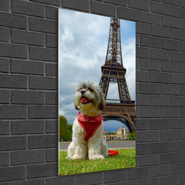 Wall art on glass Dog in Paris