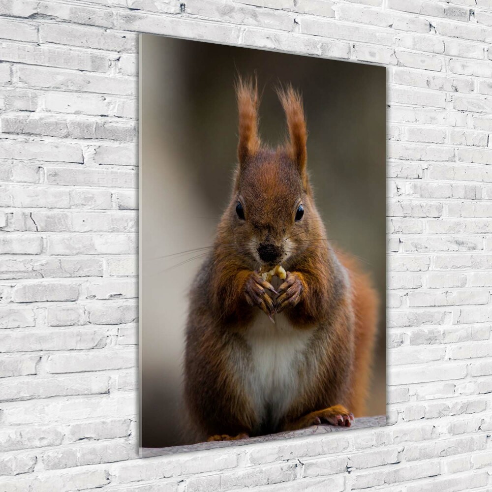 Glass wall art Squirrel