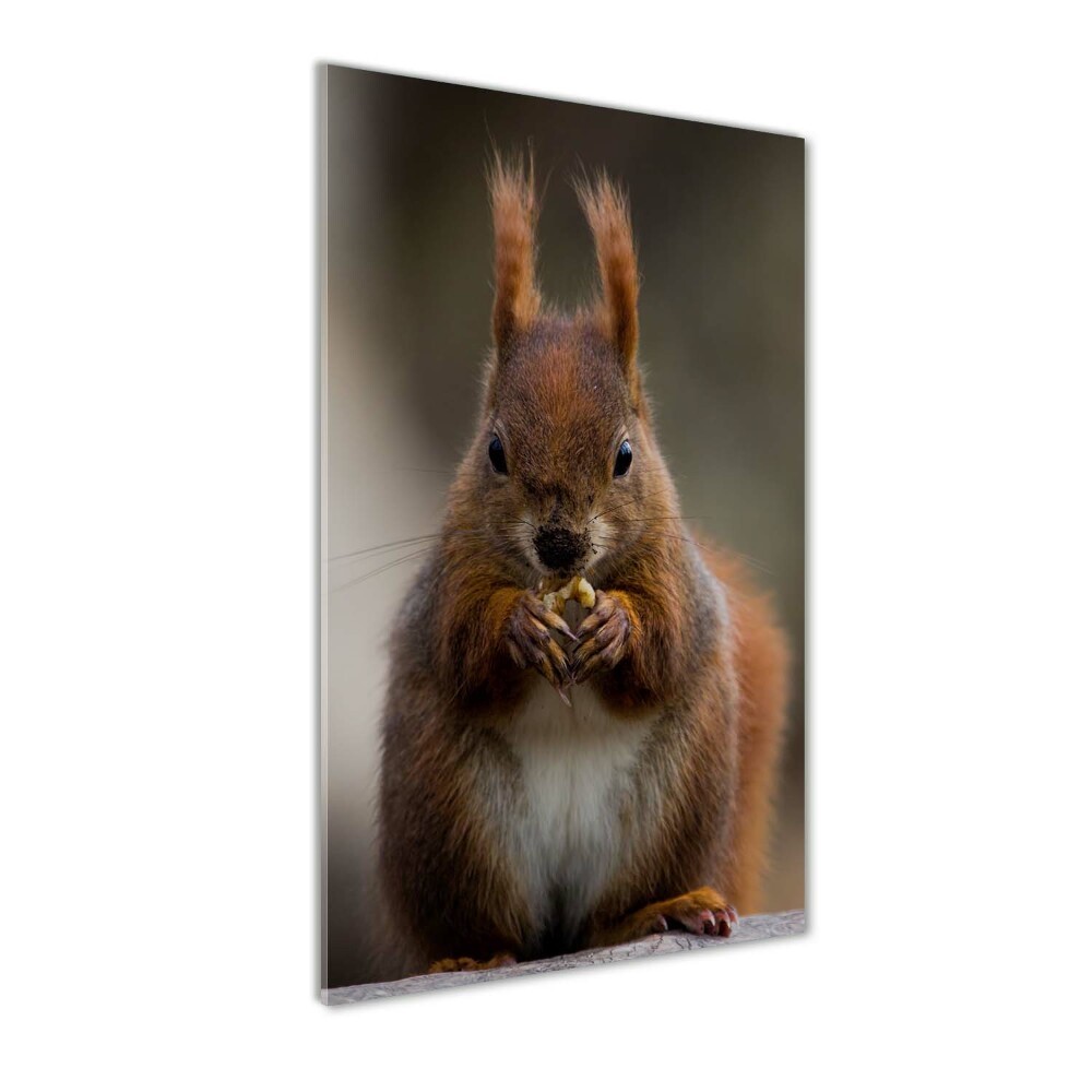 Glass wall art Squirrel