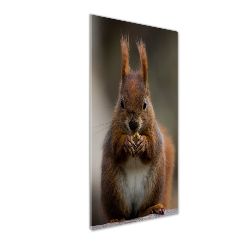 Glass wall art Squirrel