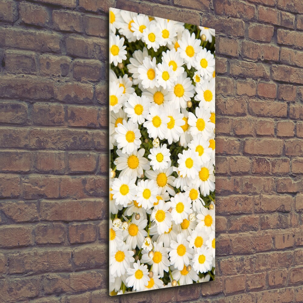 Photo printed on glass Stokrotka flowers