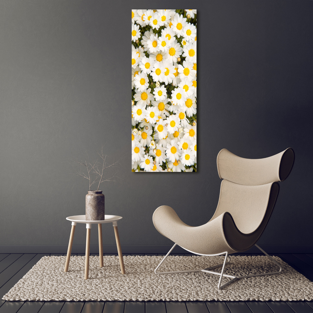 Photo printed on glass Stokrotka flowers