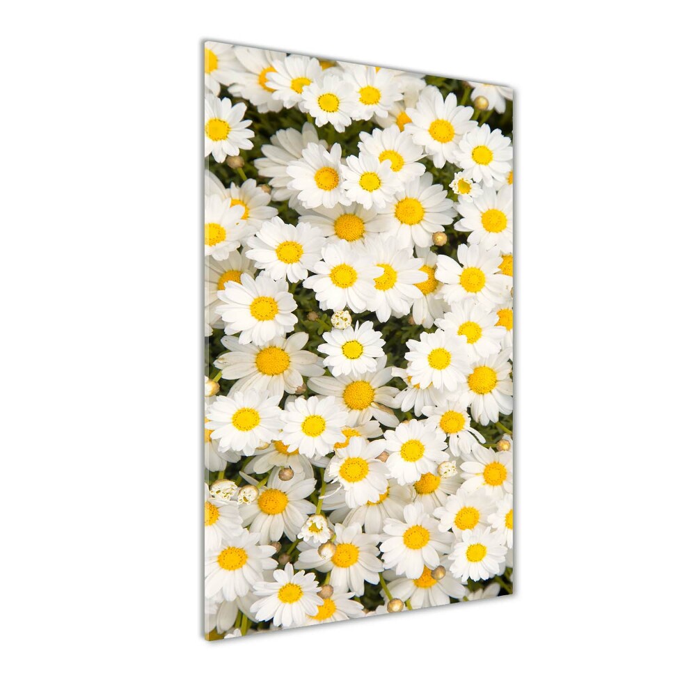 Photo printed on glass Stokrotka flowers