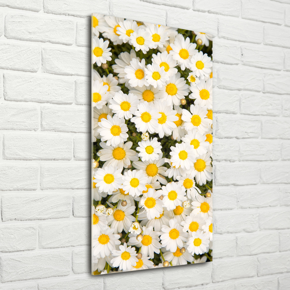 Photo printed on glass Stokrotka flowers